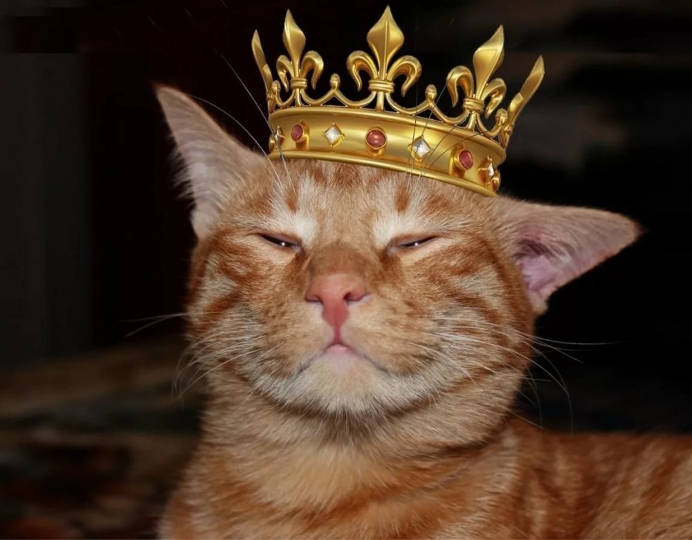 Рыжий кот в короне