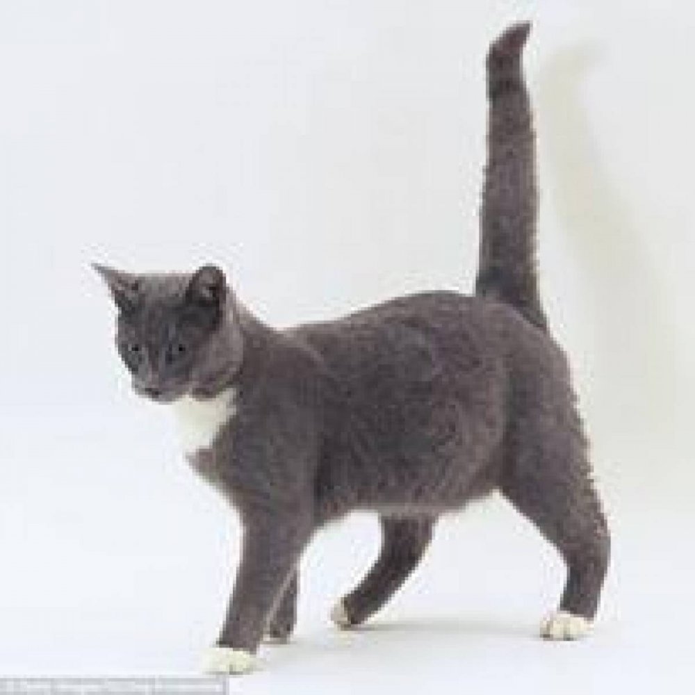 Порода кошек с кривым хвостом