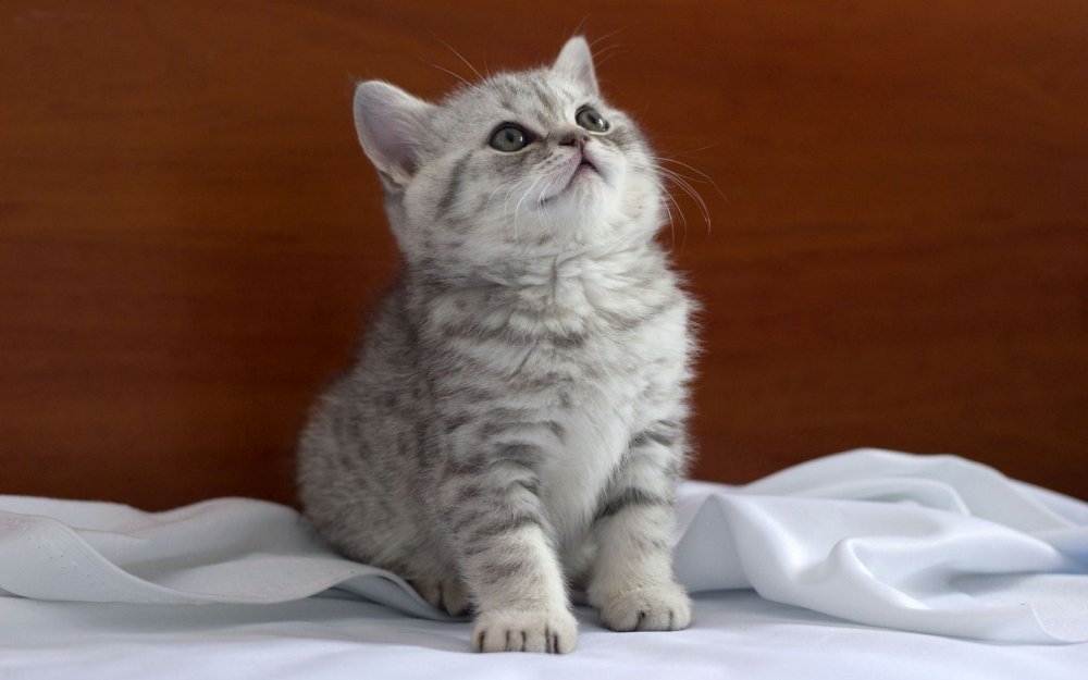 Британская кошка короткошерстная серая полосатая кошка