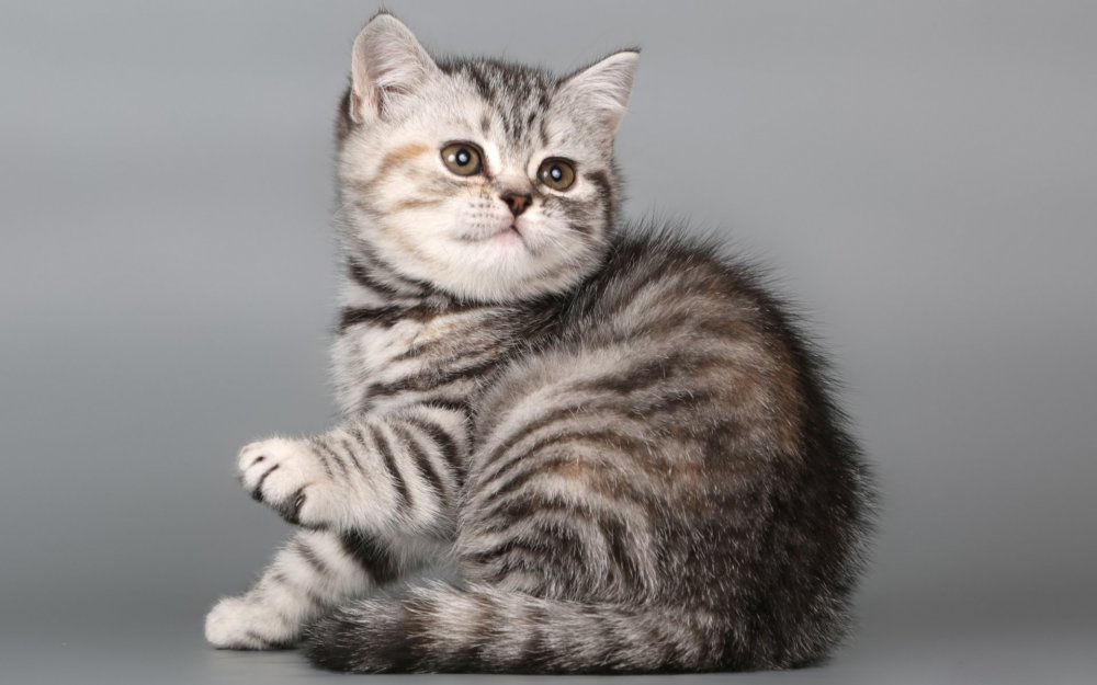 Британская короткошёрстная кошка табби