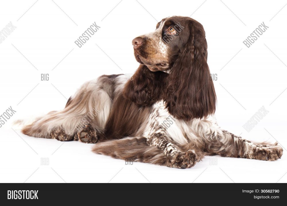 Спаниель коричневый щенок