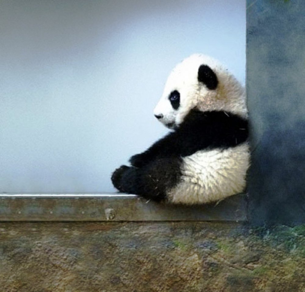 Панда грустит