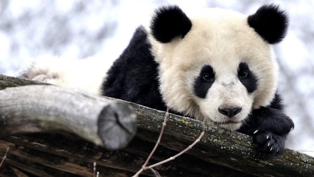 Панда на расслабоне