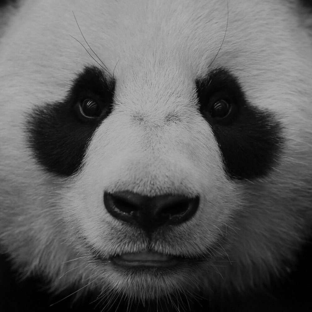 Панда с грустными глазами