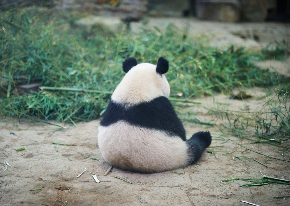 Плачущая Панда