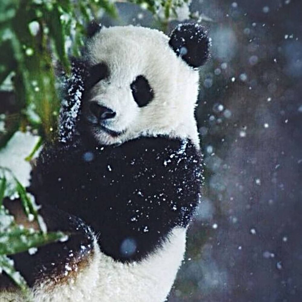 Панда зимой