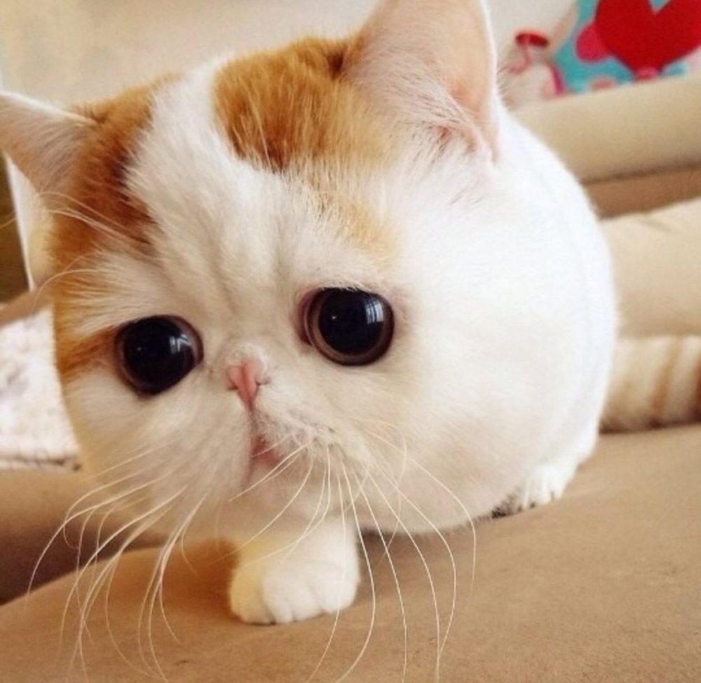 Японский кот Снупи порода