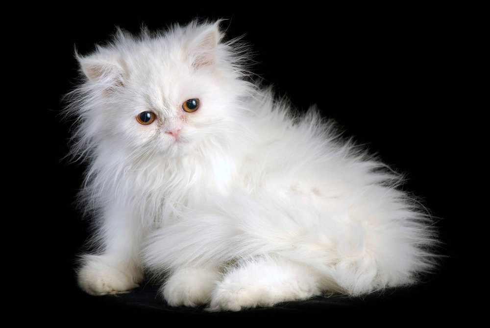 Белый длинношерстный кот