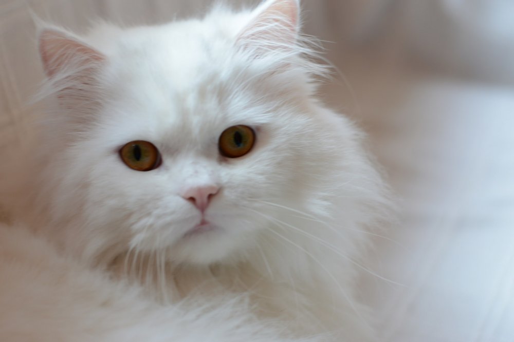 Сибирская ангорская кошка