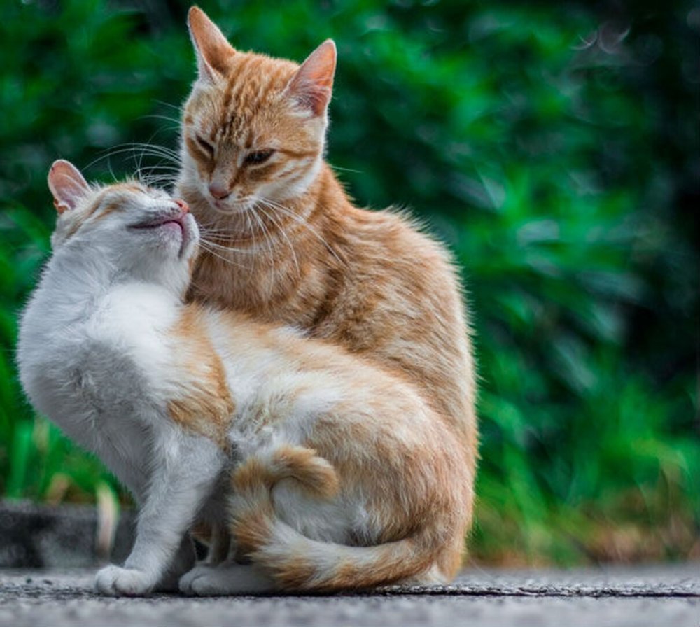 Кот и кошка любовь