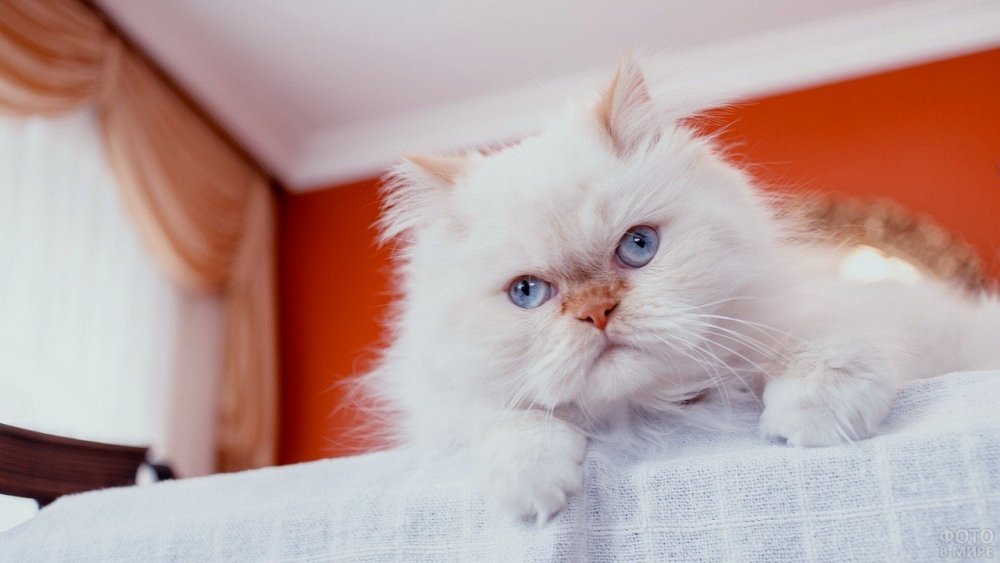 Персидская кошка белая