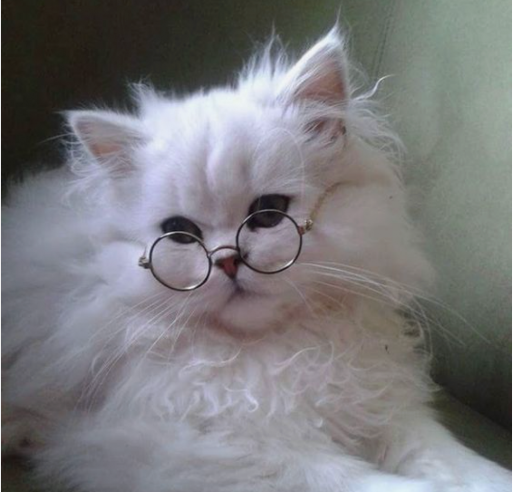 Милый котик в очках