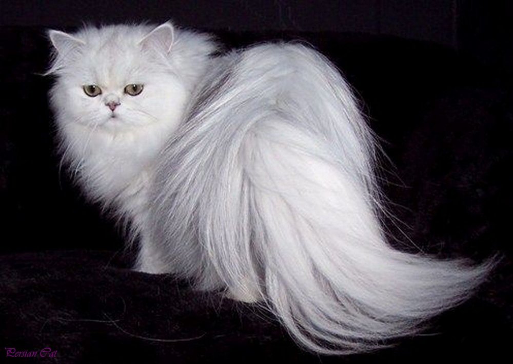 Персидская порода кошек белая