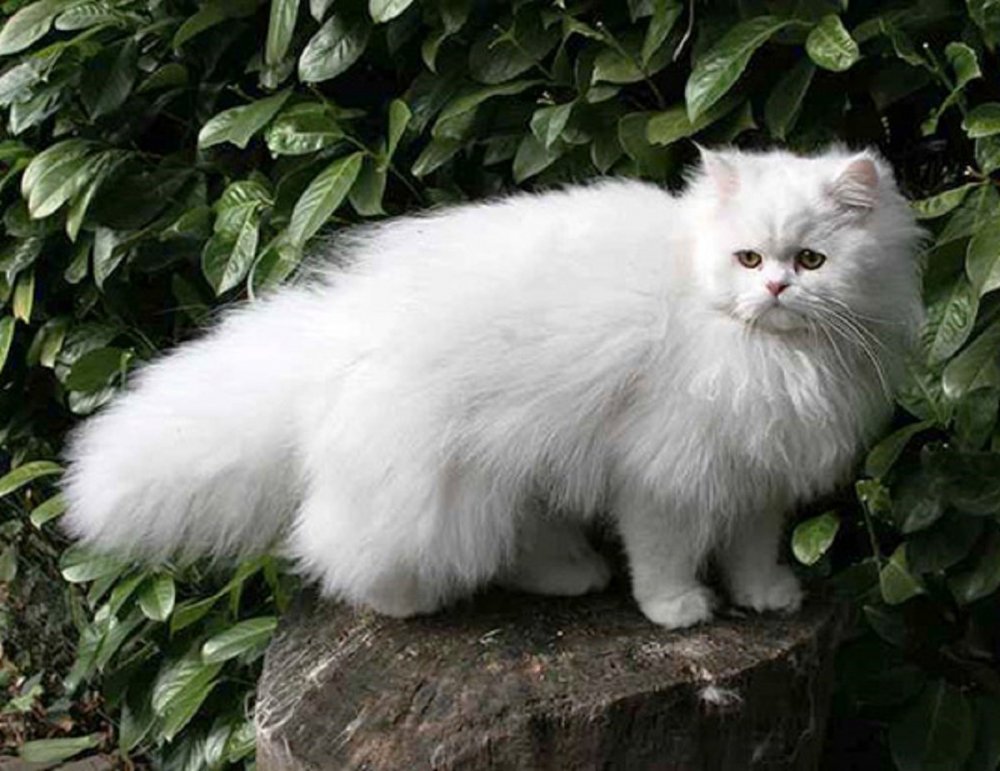 Британская длинношёрстная кошка белая