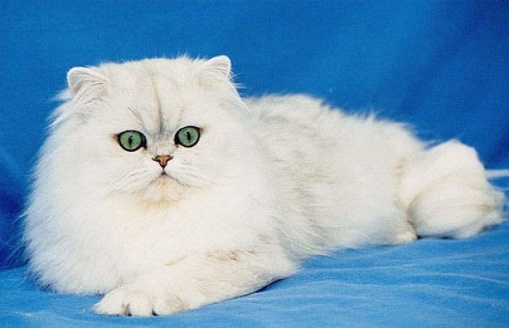 Першицкая кошка порода