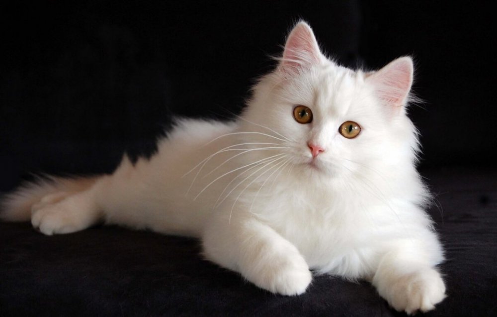 Белая пушистая ангорская кошка