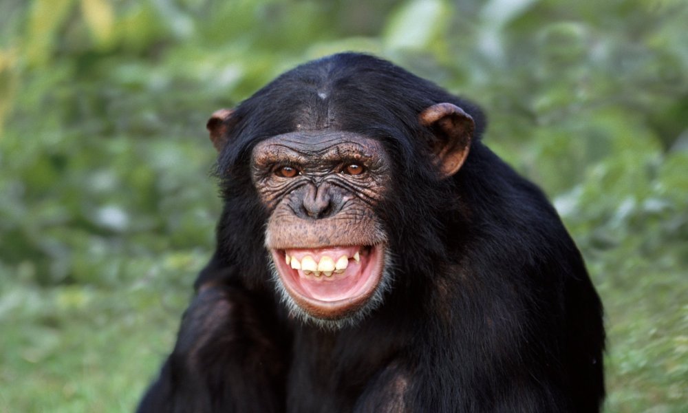 Злой шимпанзе