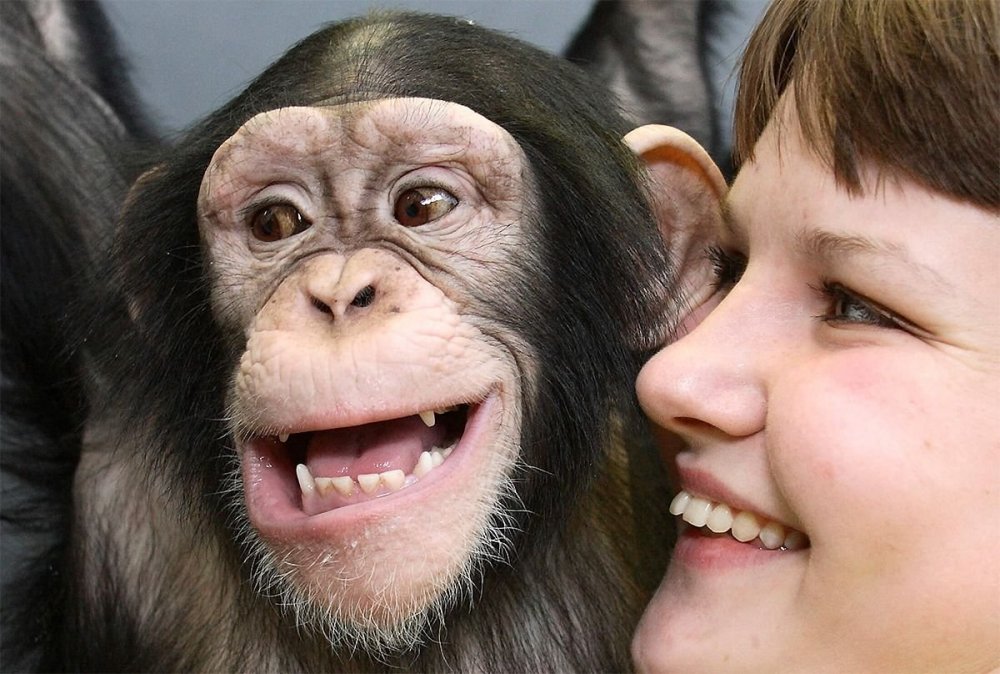 Шимпанзе и человек