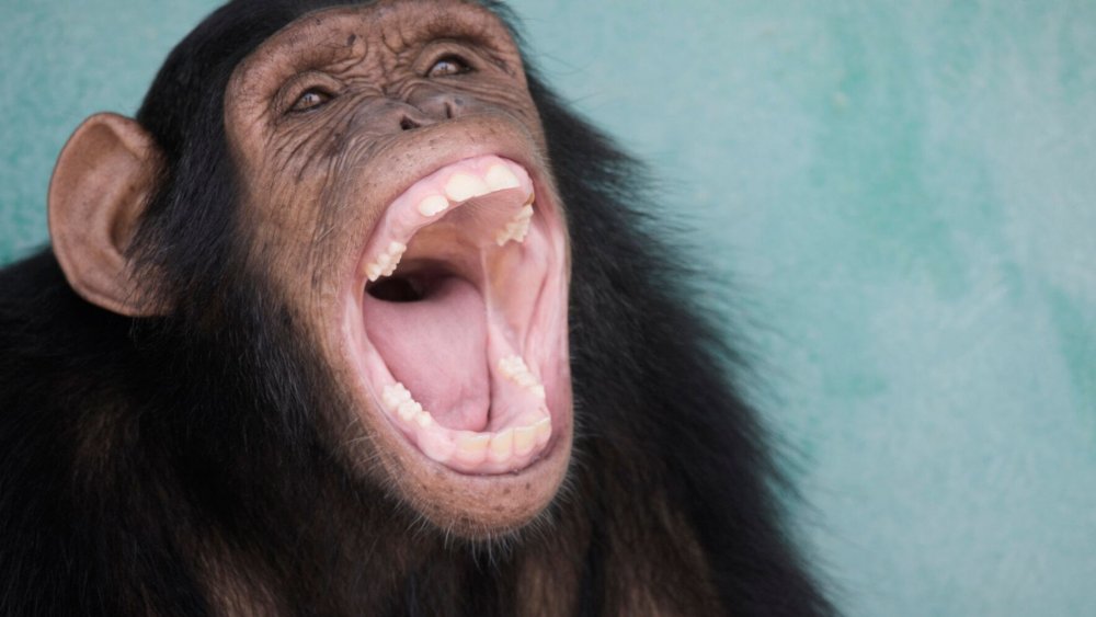 Шимпанзе кричит