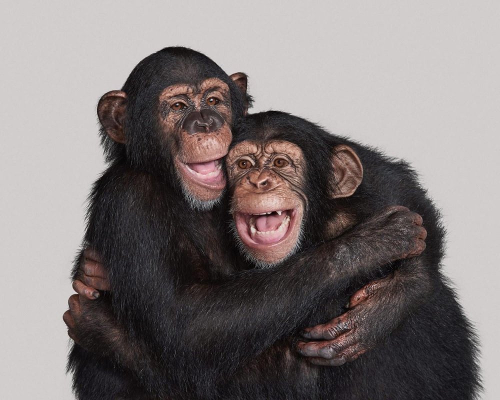 Эмоции шимпанзе