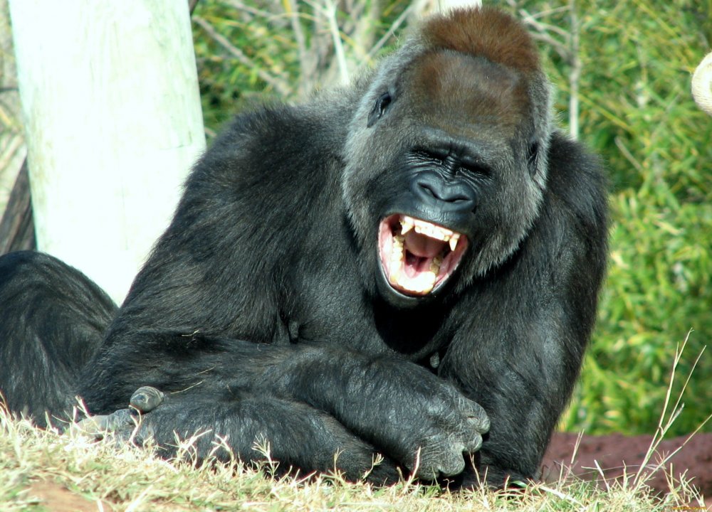 Улыбка гориллы