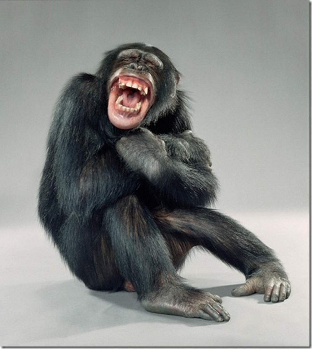 Смех обезьяны