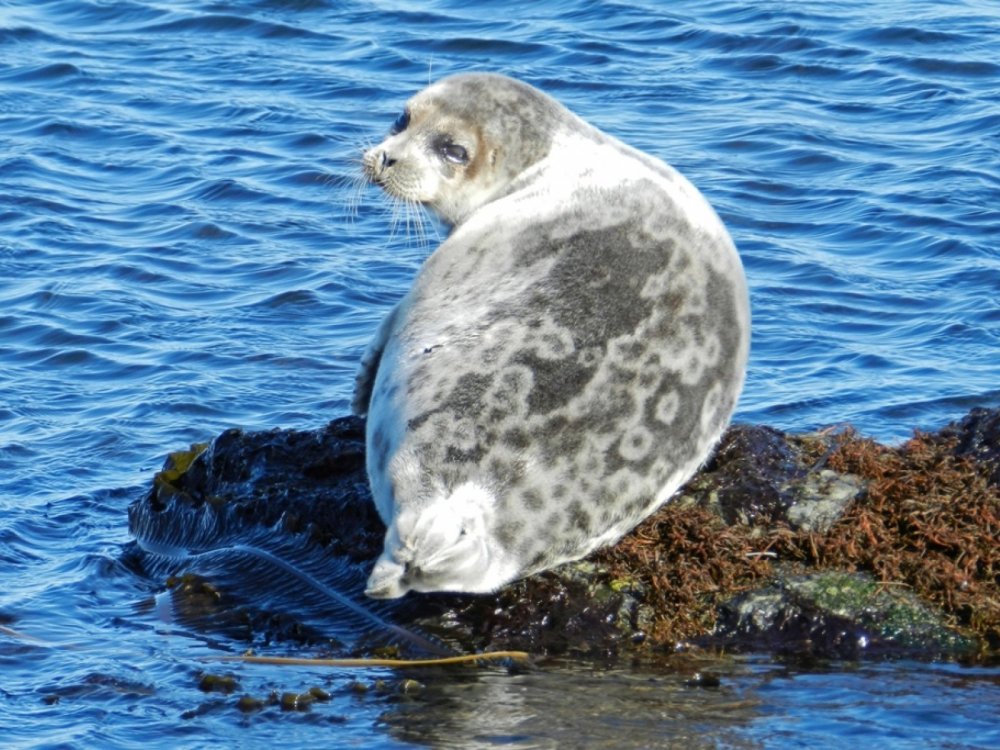 Шантарские острова тюлени
