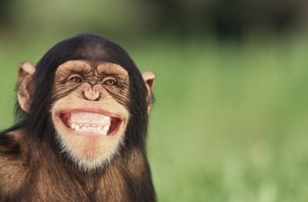 Смех обезьяны