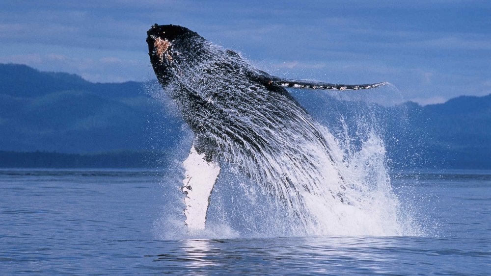 Охотское море синий кит