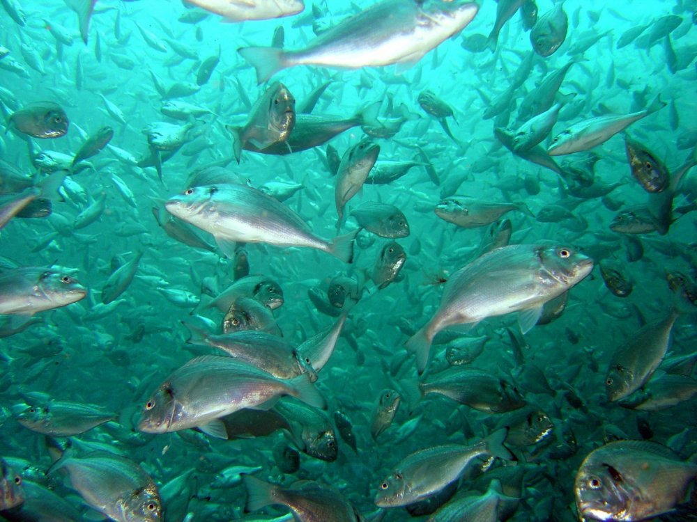Рыбы Охотского моря