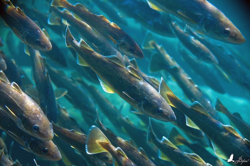 Промысловые рыбы Охотского моря