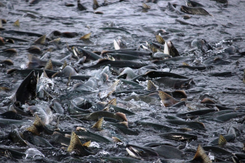 Тихоокеанский лосось миграция