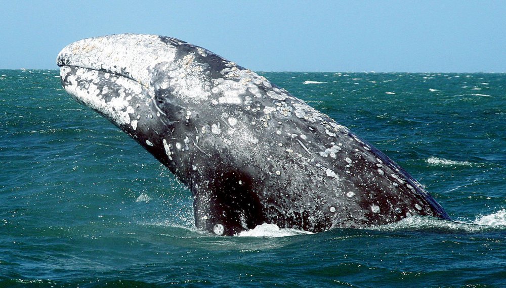 Серый кит (чукотско-Калифорнийская популяция)
