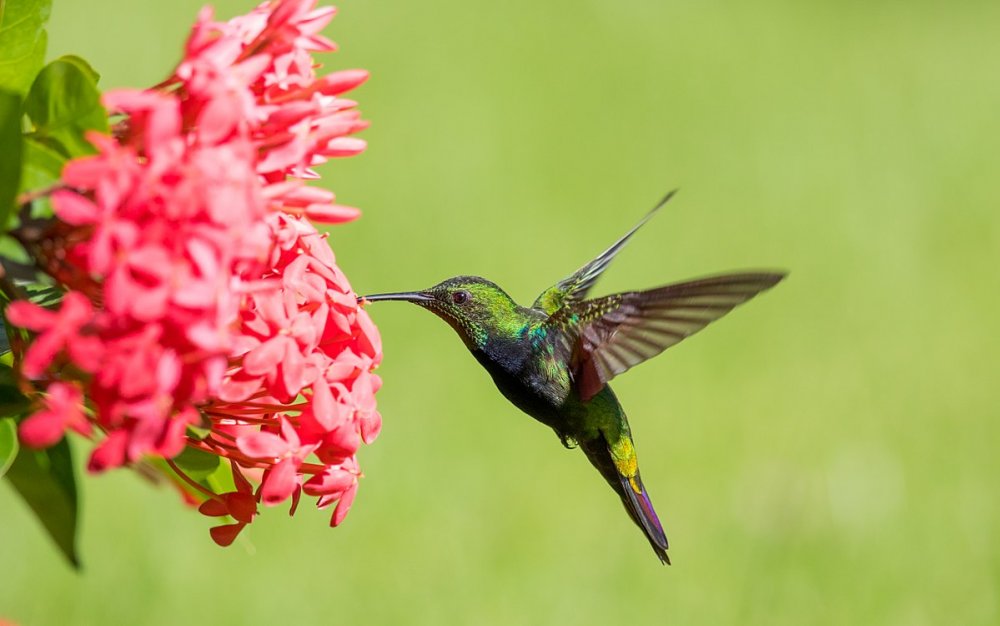 День Колибри (National Hummingbird Day)