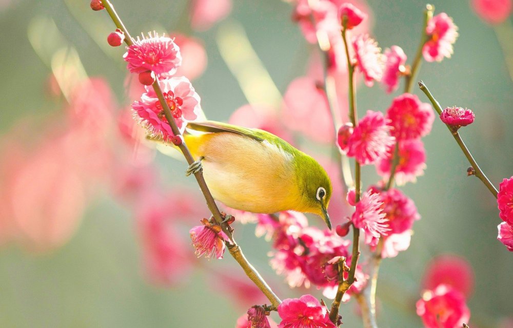 Цветы птицы красота