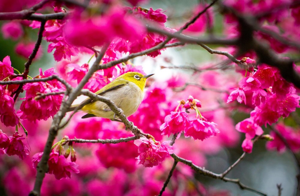 Две птички на фоне цветущей Сакуры