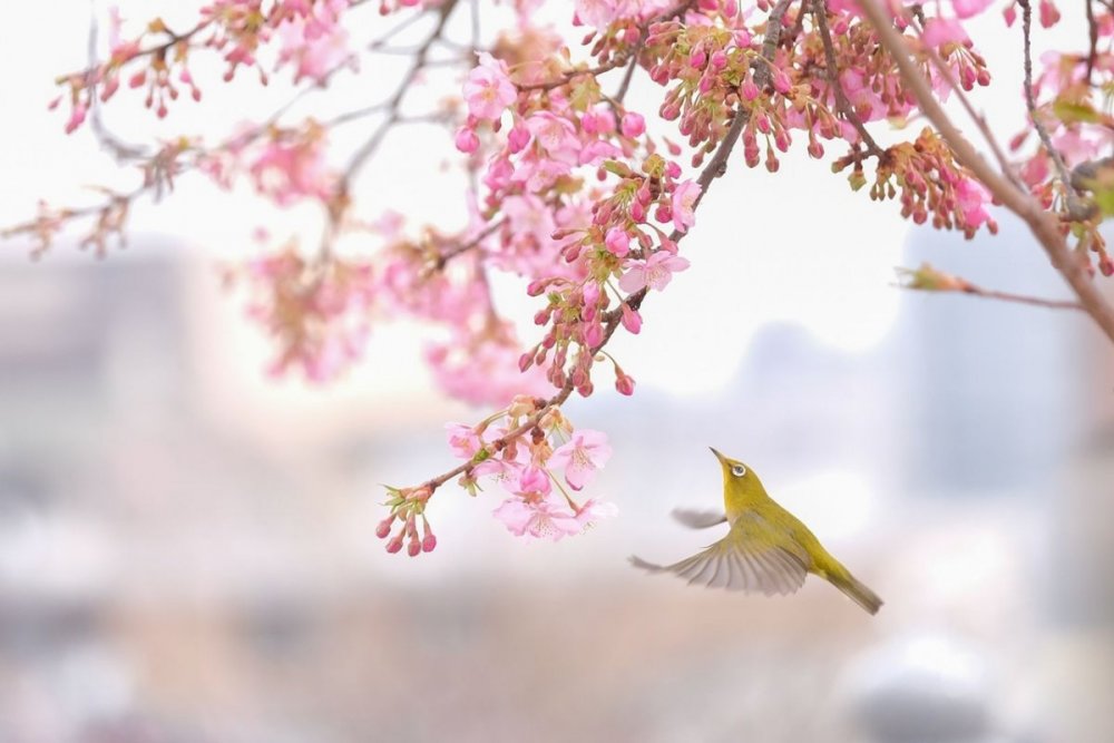 Птицы Японии на Сакуре