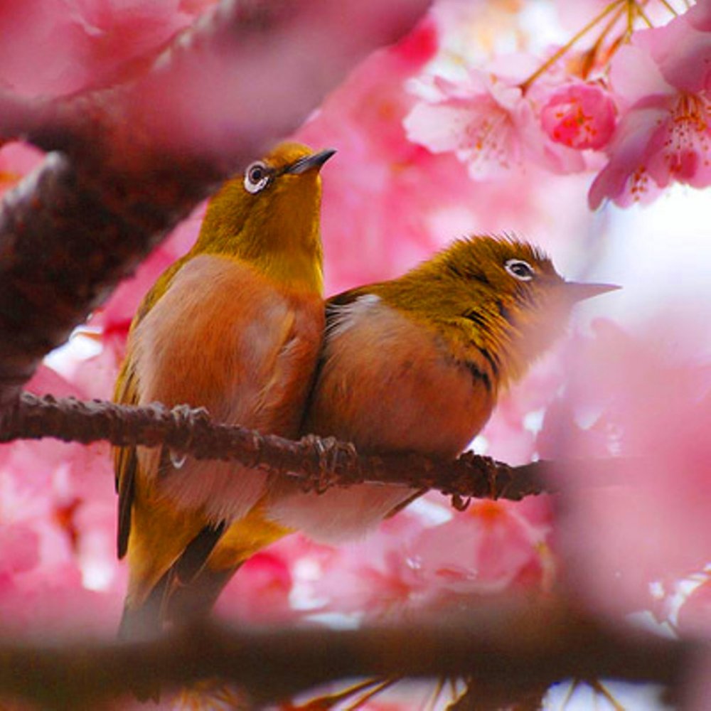 Весна птицы поют