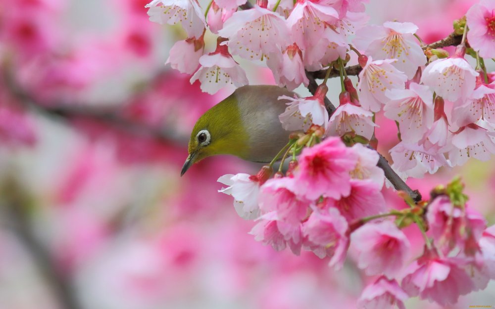 Птицы на цветущих ветках