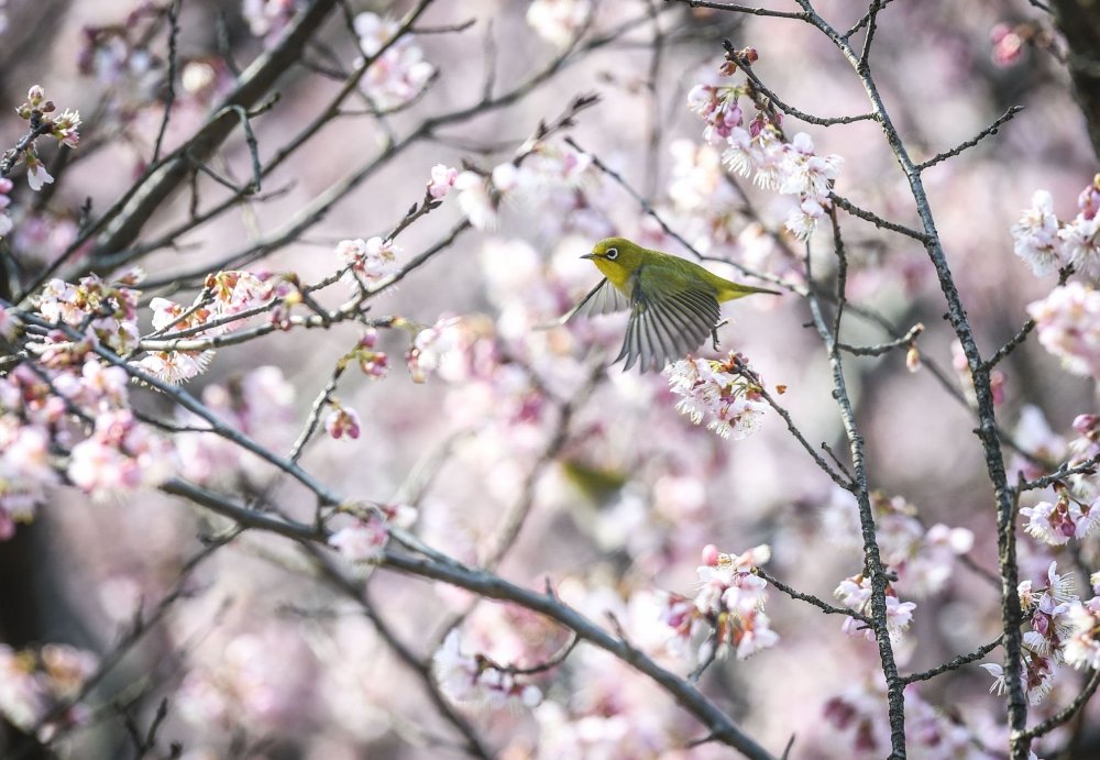 Цветущая Сакура с птицами