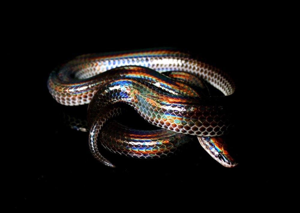 Змеи Эстетика