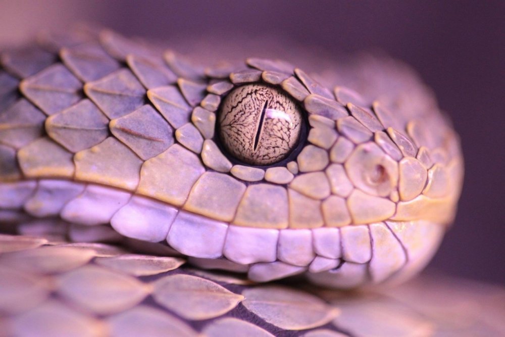Фиолетовые змеи