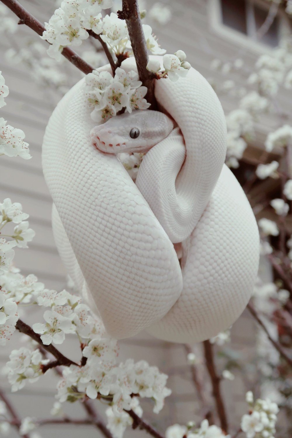 Змея красивая белая