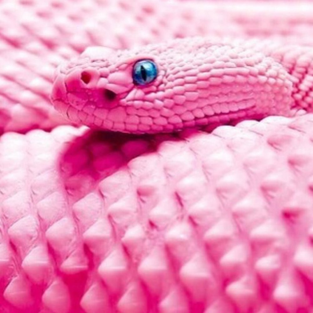 Змеи розового цвета