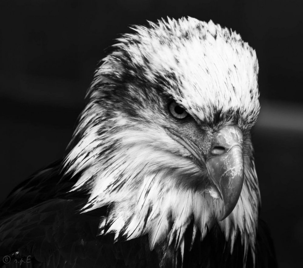 Орел черно белая картина