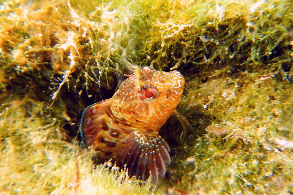 Морская собачка сфинкс Черноморская