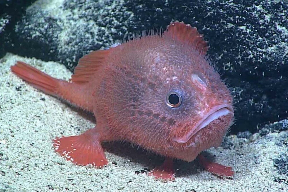 Пинагор рыба аквариумная