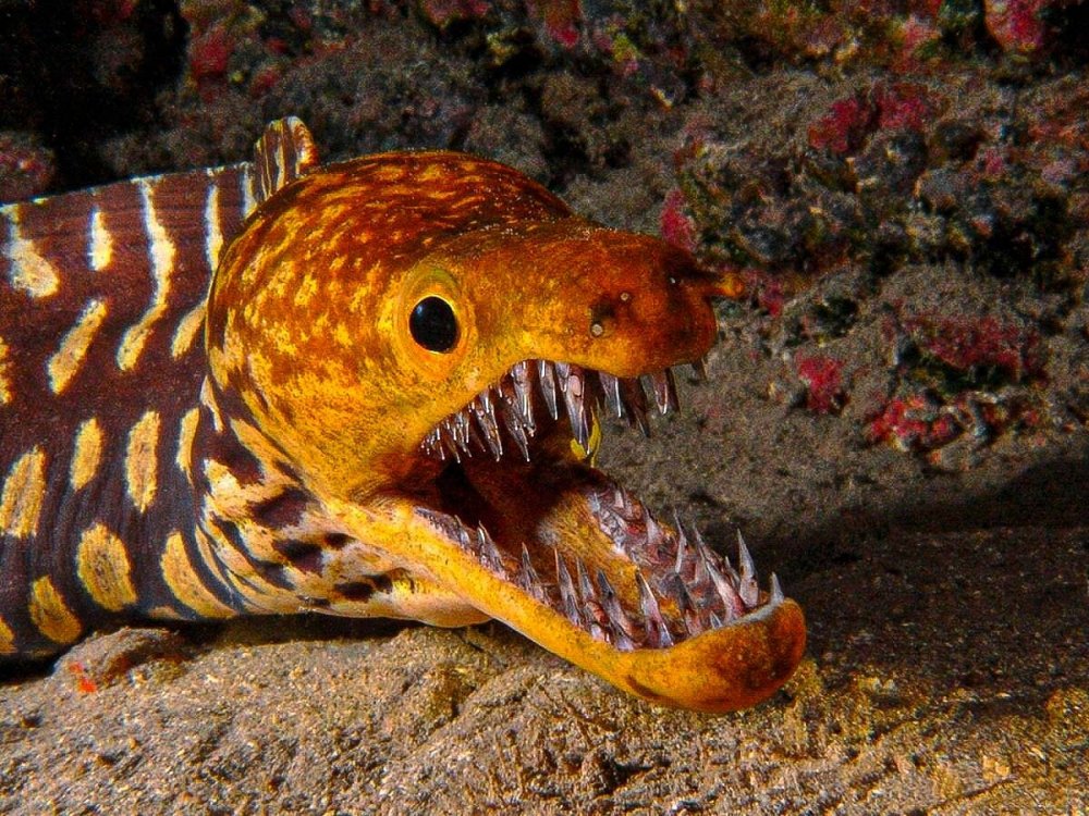 Рыба морской черт Баренцева моря