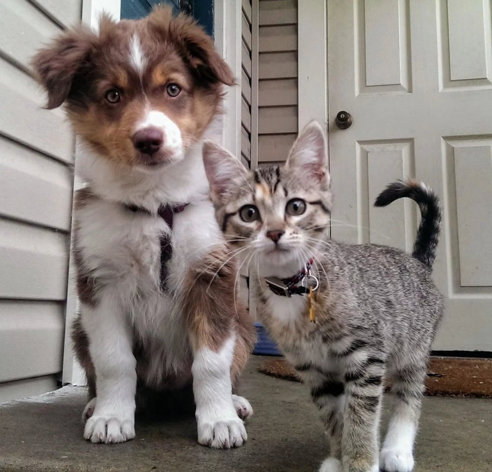 Гибрид кота и собаки
