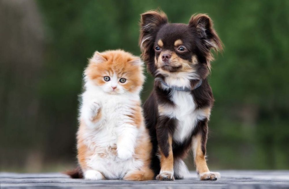 Гибрид кошки и собаки